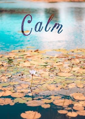 Calm water lily