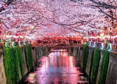 Cherry tree in japan