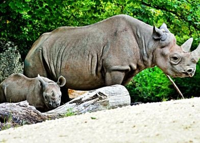 Rhino And Baby