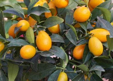 Kumquat on tree