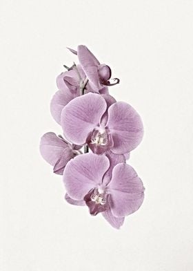 orchid flower