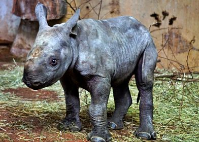 Baby Rhino