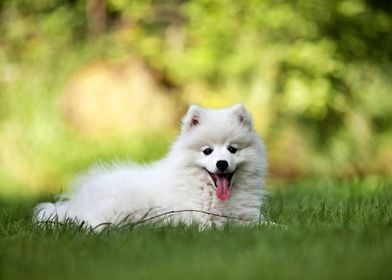 Beautiful Samoyed