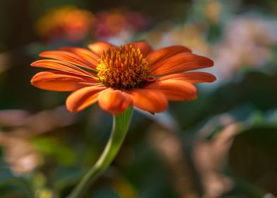 Orange Flower