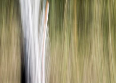 Panning Trees