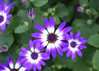 Purple Flowers