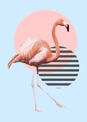 Flamingo