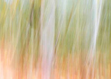 Panning Trees