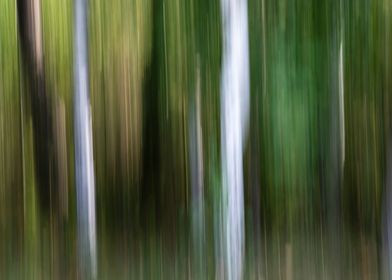 Panning Trees