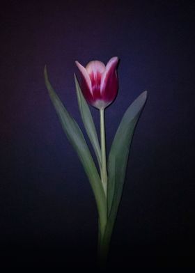 Dark Tulips 3