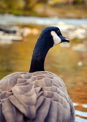 Goose with a smile