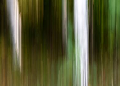 Panning Trees