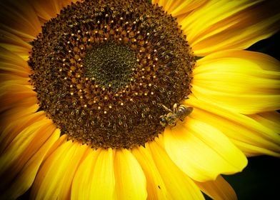 Bees Sunflower