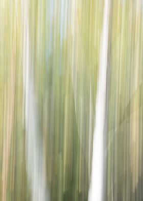 Panning Trees