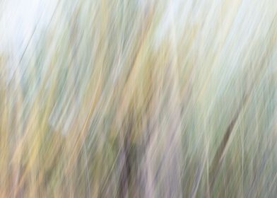 Panning Trees