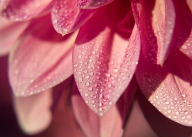 Pink Dahlia