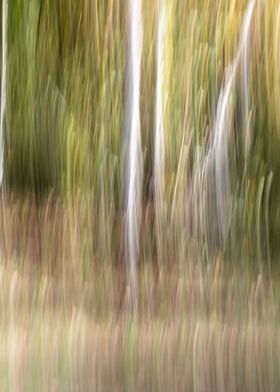Panning Trees