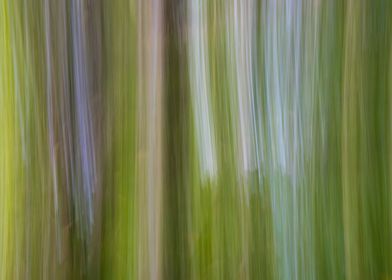 Panning Trees