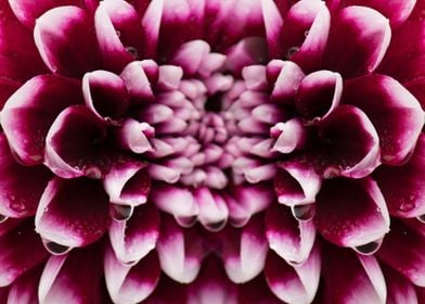 Magenta Dahlia