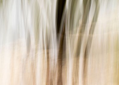 Panning Trees