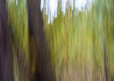 Panning Trees