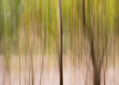 Panning Trees