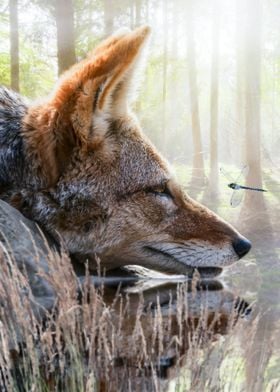 Red Fox and Dragonfly 