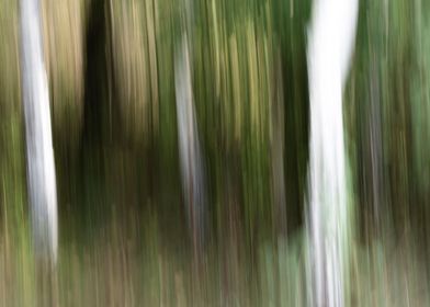 Panning Trees