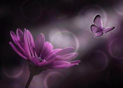 Flower and Butterfly