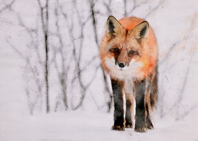 Wild Red Fox