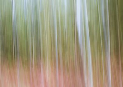 Panning Trees