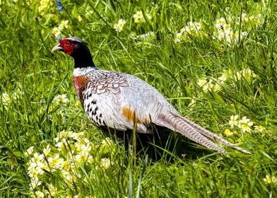 bird red head flower yello