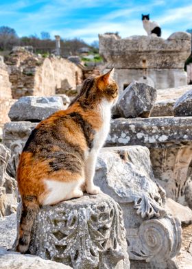 Cats in the ruins of Ephes