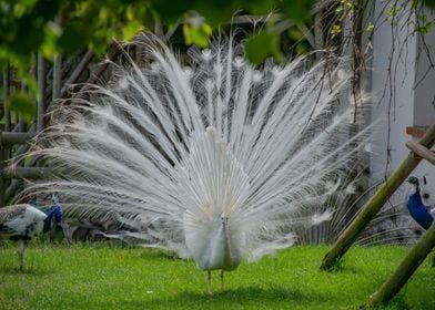 garden tree bird white