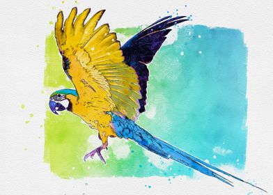 Macaw Ara Yellow Blue