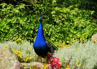 flower red yellow bird blu