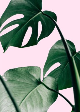 Monstera