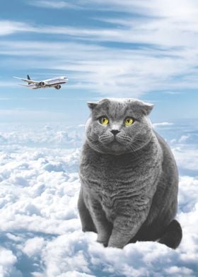 Cat high in the sky