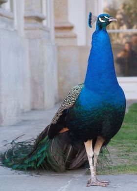 stand up road bird flower