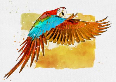 Macaw Ara Red Blue
