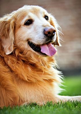 Golden Retriever Dog