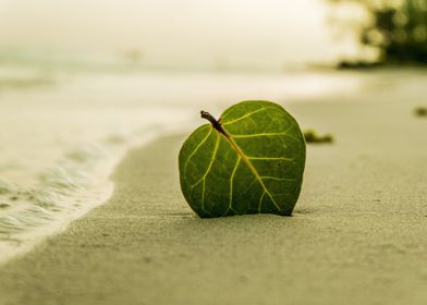 Beach Leaf