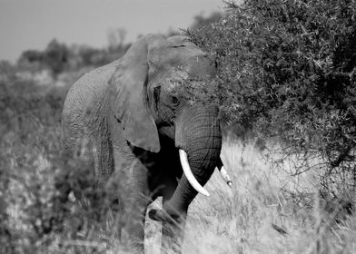 Elephant hidding