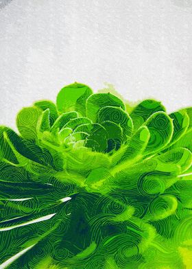 Close Up Succulent Plant