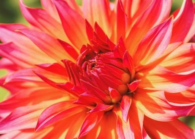 Red Dahlia