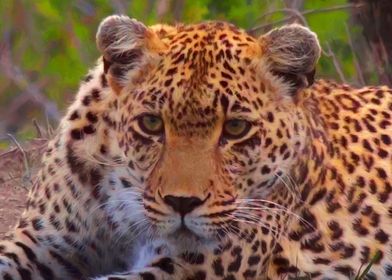 Leopard portrait 2