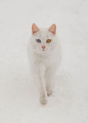 Heterochromia in snow