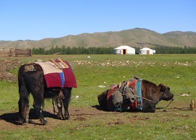 Mongolia