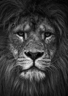 lion face black and white 