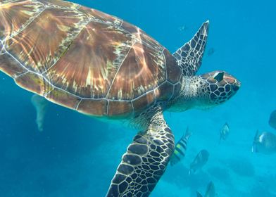 Thailand Turtle